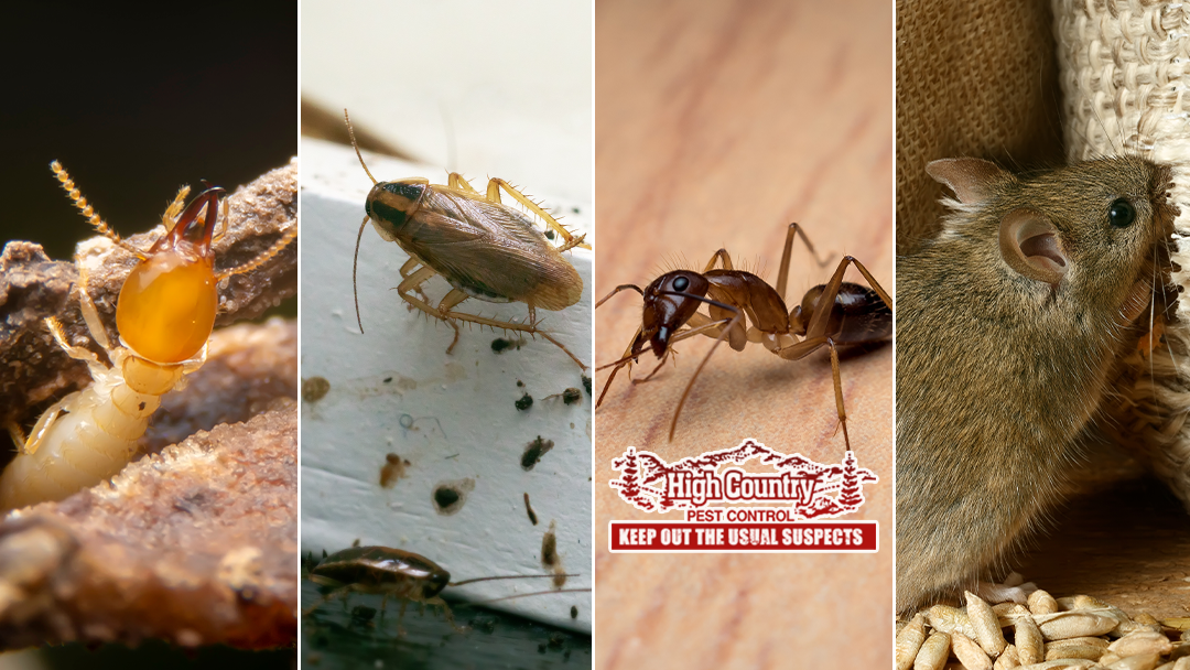 High Country Pest Control