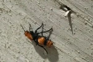 Bartling Pest Control