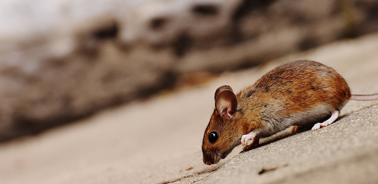 Black Diamond Pest Control